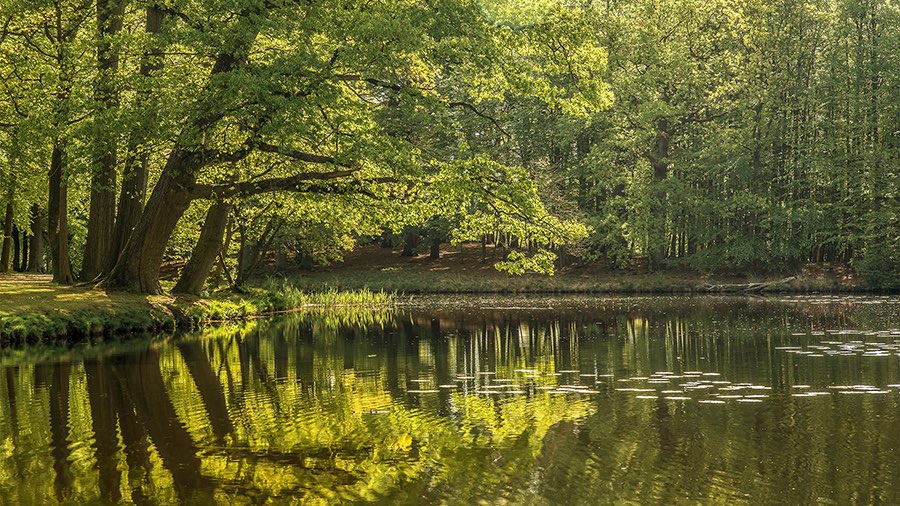Natur Spiegel